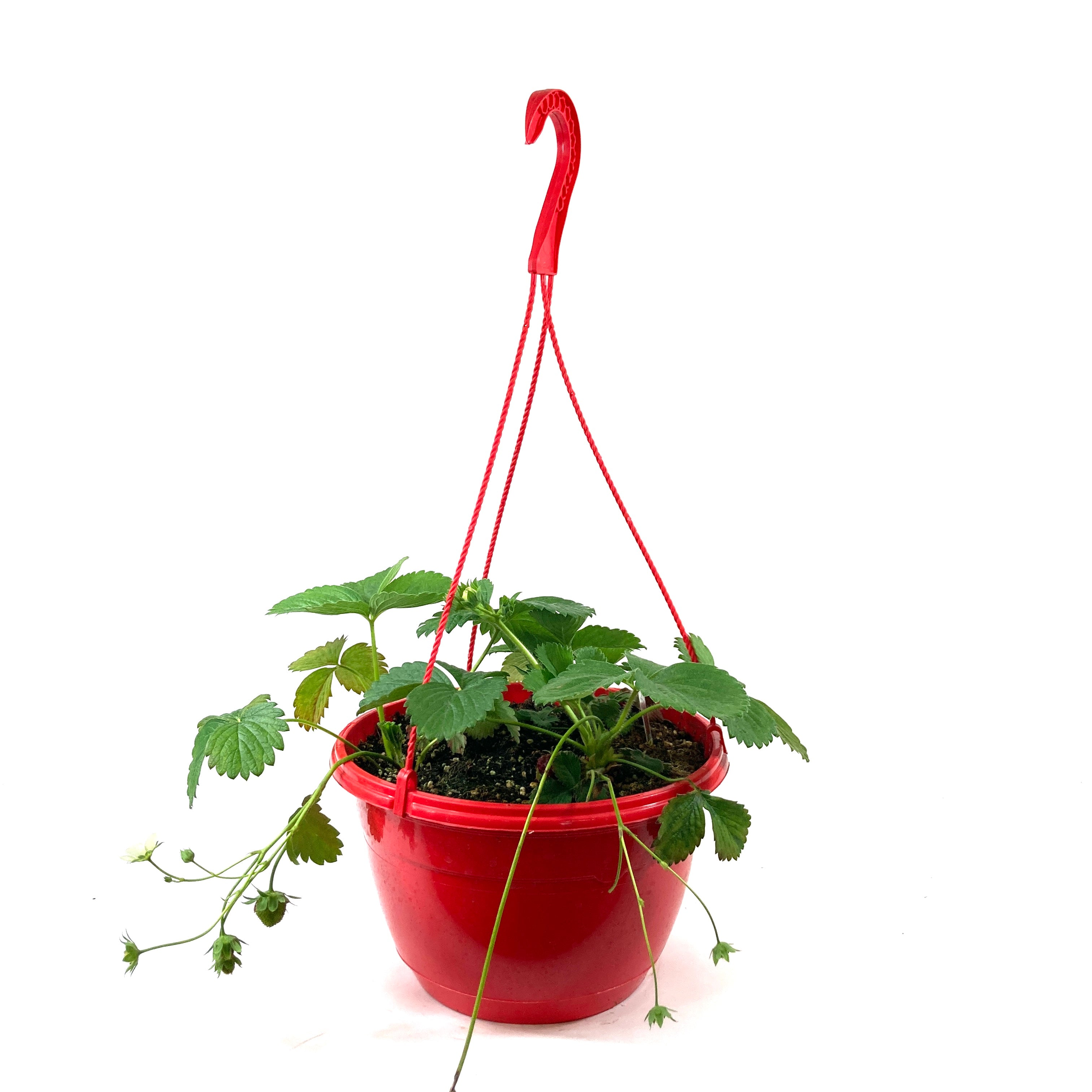 Fruit 10in Strawberry Hanging Basket