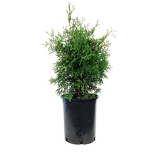 Load image into Gallery viewer, Cedar, 5 gal, Skybound