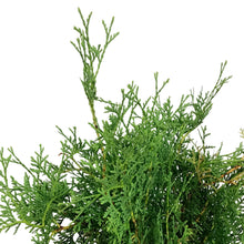Load image into Gallery viewer, Cedar, 5 gal, Skybound