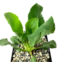 Load image into Gallery viewer, Yerba Mansa, 5in, Anemopsis californica - Floral Acres Greenhouse & Garden Centre