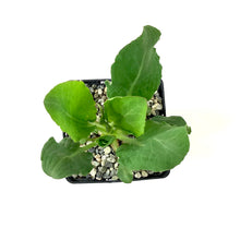 Load image into Gallery viewer, Yerba Mansa, 5in, Anemopsis californica - Floral Acres Greenhouse & Garden Centre