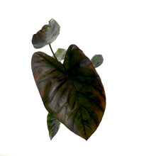 Load image into Gallery viewer, Colocasia, 5in, Diamond Head - Floral Acres Greenhouse & Garden Centre