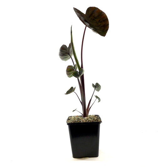 Colocasia, 5in, Diamond Head - Floral Acres Greenhouse & Garden Centre
