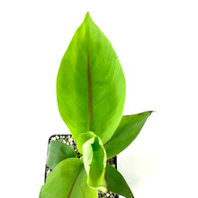 Load image into Gallery viewer, Banana, 5in, Hardy Musa Basjoo - Floral Acres Greenhouse & Garden Centre