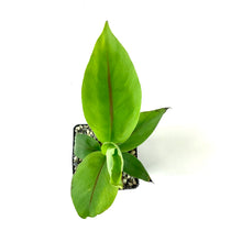 Load image into Gallery viewer, Banana, 5in, Hardy Musa Basjoo - Floral Acres Greenhouse & Garden Centre