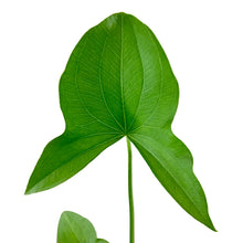 Load image into Gallery viewer, Arrowhead, 5in, Sagittaria Latifolia - Floral Acres Greenhouse & Garden Centre