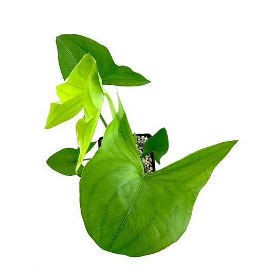 Arrowhead, 5in, Sagittaria Latifolia - Floral Acres Greenhouse & Garden Centre