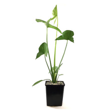Load image into Gallery viewer, Arrowhead, 5in, Sagittaria Latifolia - Floral Acres Greenhouse &amp; Garden Centre
