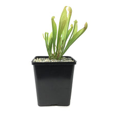 Load image into Gallery viewer, Sarracenia, 5in, Scarlet Belle - Floral Acres Greenhouse & Garden Centre