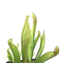 Load image into Gallery viewer, Sarracenia, 5in, Scarlet Belle - Floral Acres Greenhouse & Garden Centre