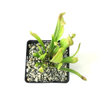 Load image into Gallery viewer, Sarracenia, 5in, Scarlet Belle - Floral Acres Greenhouse & Garden Centre