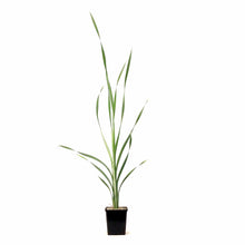 Load image into Gallery viewer, Cattail, 5in, Variegated - Floral Acres Greenhouse & Garden Centre