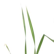 Load image into Gallery viewer, Cattail, 5in, Variegated - Floral Acres Greenhouse & Garden Centre