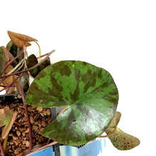 Load image into Gallery viewer, Water Lily, 5in, Aurora Mini Orange - Floral Acres Greenhouse & Garden Centre