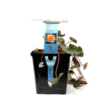 Load image into Gallery viewer, Water Lily, 5in, Aurora Mini Orange - Floral Acres Greenhouse & Garden Centre