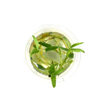 Load image into Gallery viewer, Water Bamboo, Bulk - Floral Acres Greenhouse & Garden Centre