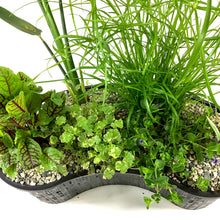 Load image into Gallery viewer, Aquabasket Planter Deluxe, 20in, Canna - Floral Acres Greenhouse & Garden Centre