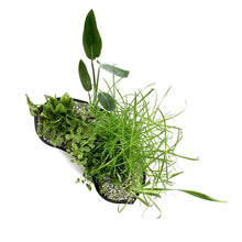 Load image into Gallery viewer, Aquabasket Planter Deluxe, 20in, Canna - Floral Acres Greenhouse & Garden Centre