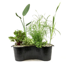Load image into Gallery viewer, Aquabasket Planter Deluxe, 20in, Canna - Floral Acres Greenhouse & Garden Centre