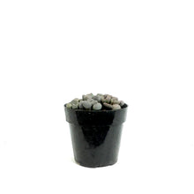 Load image into Gallery viewer, Succulent, 2in, Aloinopsis schooneesii