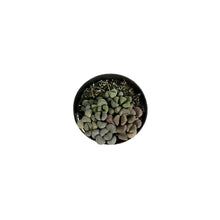 Load image into Gallery viewer, Succulent, 2in, Aloinopsis schooneesii
