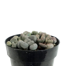 Load image into Gallery viewer, Succulent, 2in, Aloinopsis schooneesii