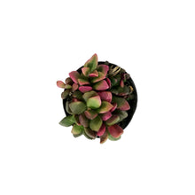 Load image into Gallery viewer, Succulent, 2in, Anacampseros Sunrise