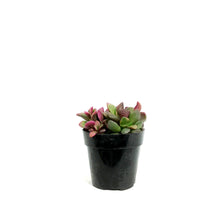 Load image into Gallery viewer, Succulent, 2in, Anacampseros Sunrise