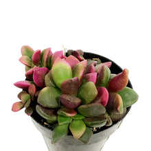 Load image into Gallery viewer, Succulent, 2in, Anacampseros Sunrise