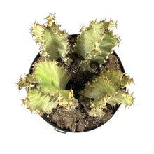 Load image into Gallery viewer, Cactus, 10in, African Golden Candelabra - Floral Acres Greenhouse & Garden Centre