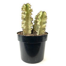 Load image into Gallery viewer, Cactus, 10in, African Golden Candelabra - Floral Acres Greenhouse & Garden Centre