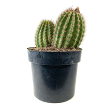 Load image into Gallery viewer, Cactus, 10in, Trichocereus Sun Goddess - Floral Acres Greenhouse & Garden Centre