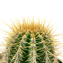 Load image into Gallery viewer, Cactus, 10in, Trichocereus grandiflorus 'Torch' - Floral Acres Greenhouse & Garden Centre