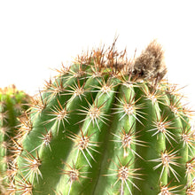 Load image into Gallery viewer, Cactus, 10in, Trichocereus Sun Goddess - Floral Acres Greenhouse & Garden Centre