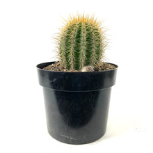Load image into Gallery viewer, Cactus, 10in, Trichocereus grandiflorus 'Torch' - Floral Acres Greenhouse & Garden Centre