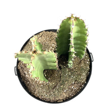 Load image into Gallery viewer, Cactus, 10in, African Candelabra - Floral Acres Greenhouse & Garden Centre