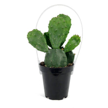Load image into Gallery viewer, Cactus, 9cm, Opuntia Emerald Wave