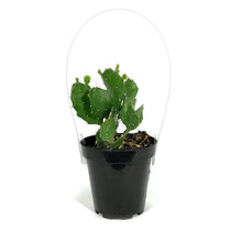 Load image into Gallery viewer, Cactus, 9cm, Argentine Opuntia