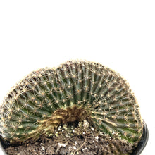 Load image into Gallery viewer, Cactus, 9cm, Myrtillocactus Dinosaur Back - Floral Acres Greenhouse & Garden Centre