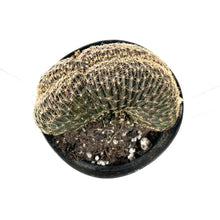 Load image into Gallery viewer, Cactus, 9cm, Myrtillocactus Dinosaur Back - Floral Acres Greenhouse & Garden Centre