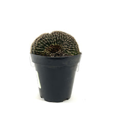 Load image into Gallery viewer, Cactus, 9cm, Myrtillocactus Dinosaur Back - Floral Acres Greenhouse & Garden Centre