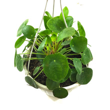 Load image into Gallery viewer, Pilea, 10in HB, Peperomioides - Floral Acres Greenhouse & Garden Centre