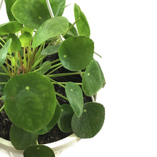 Load image into Gallery viewer, Pilea, 10in HB, Peperomioides - Floral Acres Greenhouse & Garden Centre