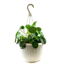 Load image into Gallery viewer, Pilea, 10in HB, Peperomioides - Floral Acres Greenhouse & Garden Centre