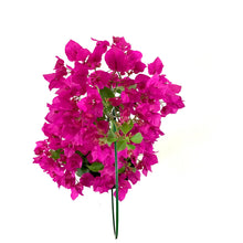 Load image into Gallery viewer, Bougainvillea, 6in, Assorted Colours with Ring - Floral Acres Greenhouse & Garden Centre