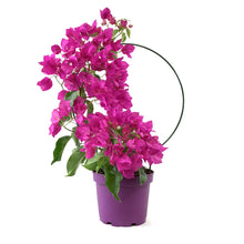 Load image into Gallery viewer, Bougainvillea, 6in, Assorted Colours with Ring - Floral Acres Greenhouse & Garden Centre