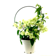 Load image into Gallery viewer, Bougainvillea, 6in, Assorted Colours with Ring - Floral Acres Greenhouse & Garden Centre