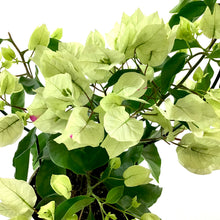 Load image into Gallery viewer, Bougainvillea, 6in, Assorted Colours with Ring - Floral Acres Greenhouse & Garden Centre