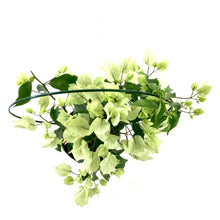 Load image into Gallery viewer, Bougainvillea, 6in, Assorted Colours with Ring - Floral Acres Greenhouse & Garden Centre