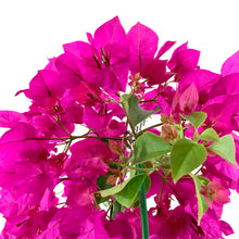 Load image into Gallery viewer, Bougainvillea, 6in, Assorted Colours with Ring - Floral Acres Greenhouse & Garden Centre